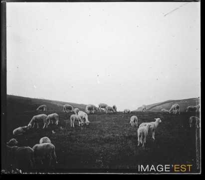Moutons au pâturage (Seine-Maritime)